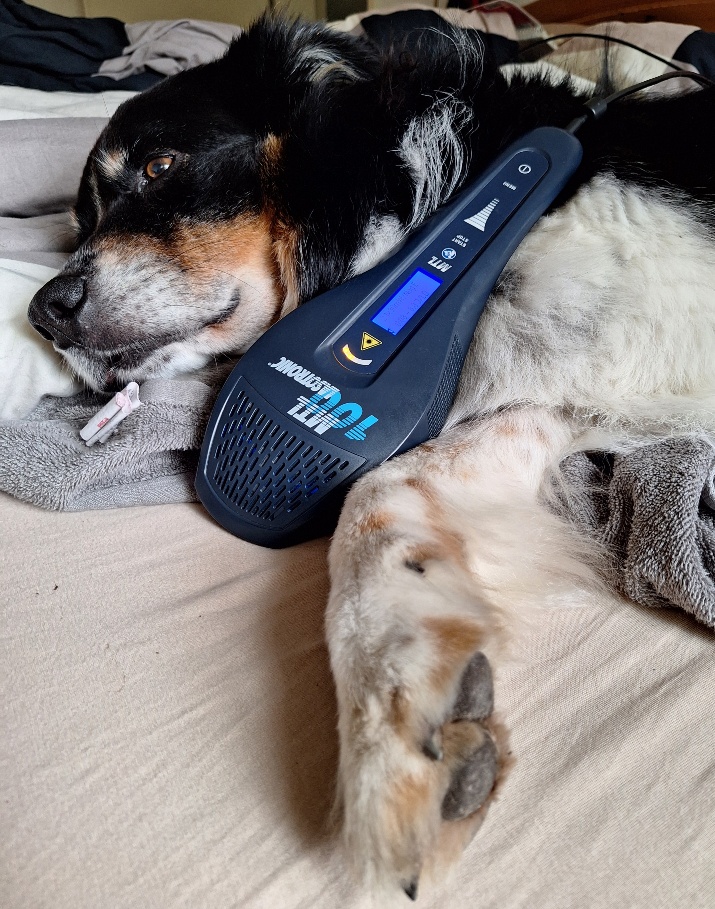 Hund liegt entspannt während Laserfrequenz-Behandlung